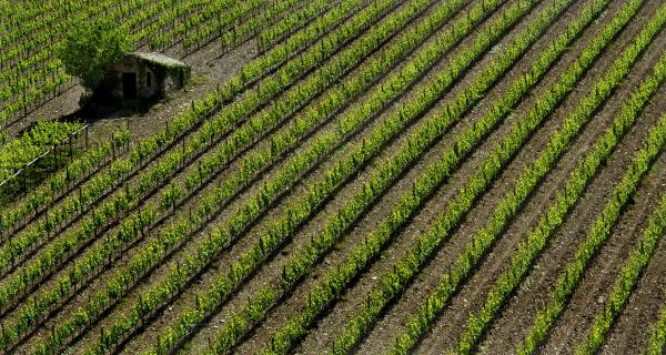 Weinfeld bei Montalcino - Toskana