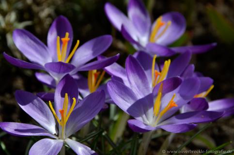 Der Frühling kommt....