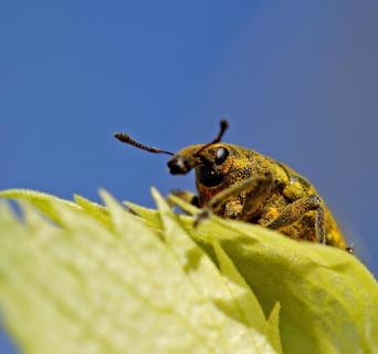 Rüsselkäfer