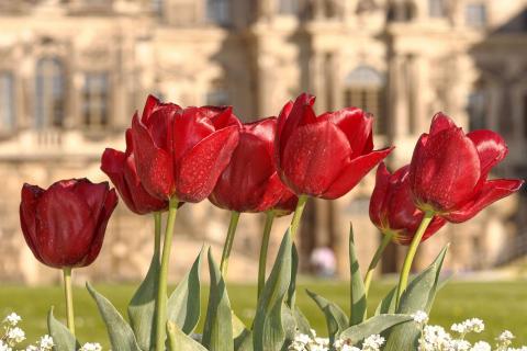 Rote Tulpen im Großen Garten