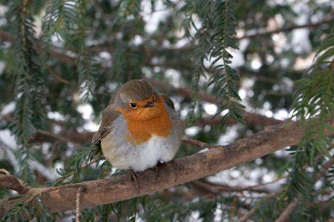 Rotkehlchen im Winter