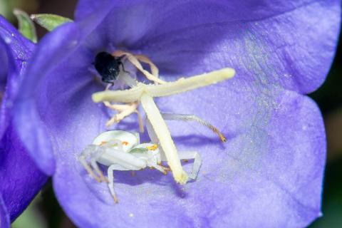 Krabbenspinne in Glockenblumenblüte
