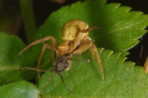 Veränderliche Krabbenspinne