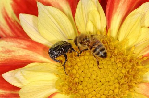 Trauerrosenkäfer und Biene