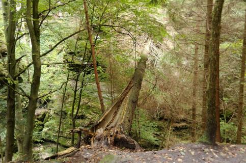 Baumstamm im Amselgrund