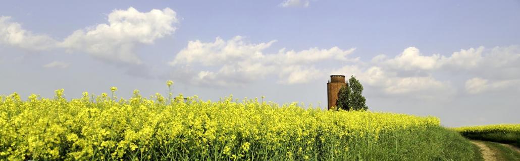 Rapsfeld und Wasserturm