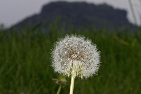 Pusteblume und Lilienstein