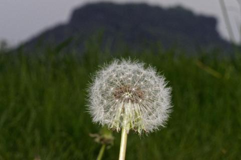 Pusteblume und Lilienstein