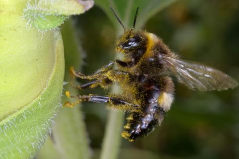 Baumhummel hebt ab