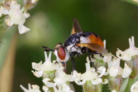 Raupenfliege Gymnosoma rotundatum