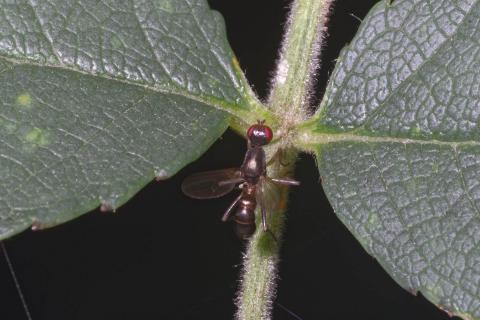 Schwingfliege (Nemopoda nitidula)