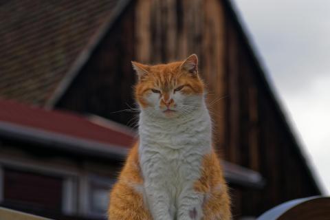 Gelbweiße Katze auf Mauersims 