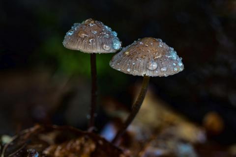 Regenschirme