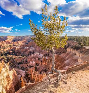 Baum im Bryce Canyon 