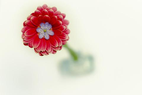 Gerbera