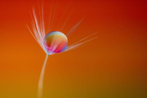 Die Perle