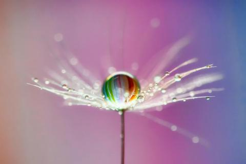Regenbogen