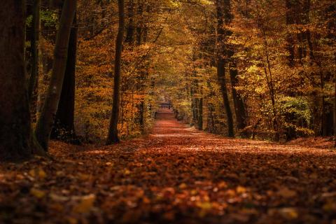 Waldweg im Herbst II