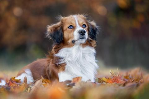 Nederlandse Kooikerhondje