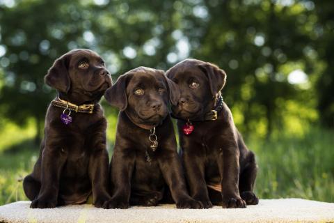 Molly,Milly und Peanut 