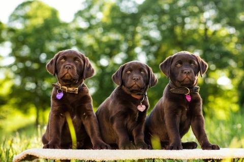 Molly,Milly und Peanut 