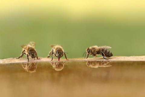 Bienen