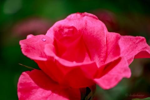 Drop on a rose
