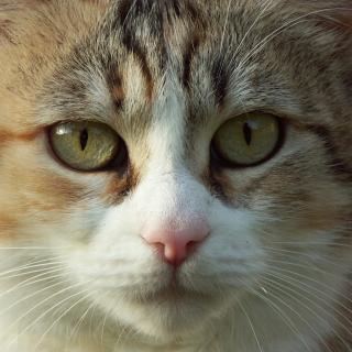 Katzenportrait