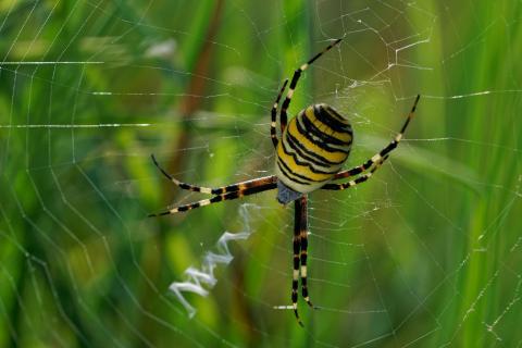 Wespenspinne