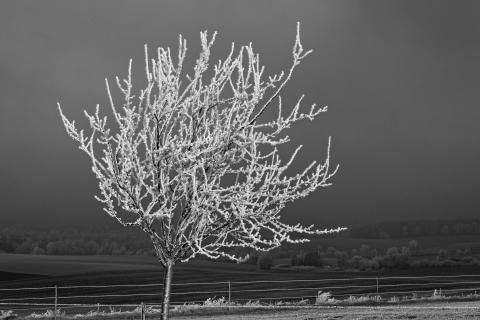 Baum mit Raureif