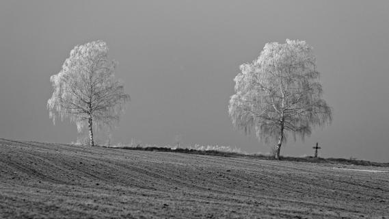 Birken mit Raureif