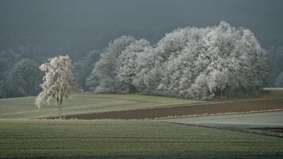 Bäume