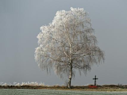 Birke mit Raureif