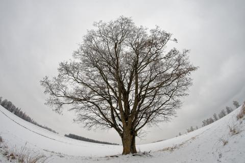 Einsamer Baum