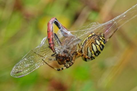 Wespenspinne mit Libelle