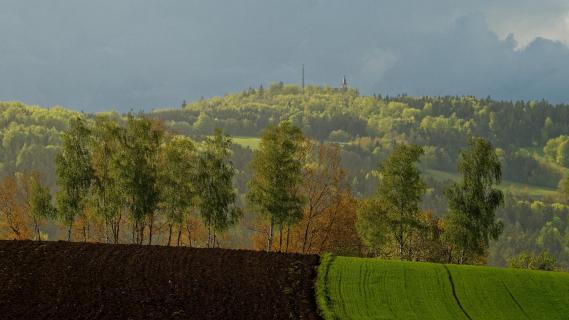 Birken im Gegenlicht