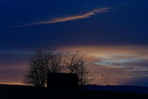 Krähen beim Abflug