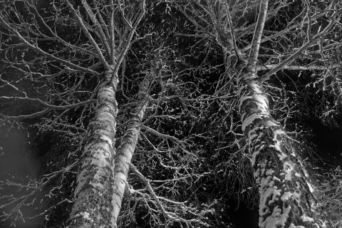 Birken in der Winternacht