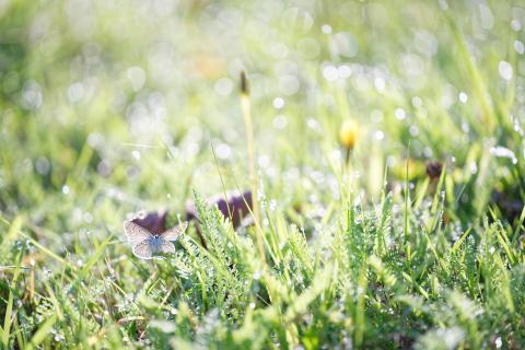 Bläuling auf der Wiese