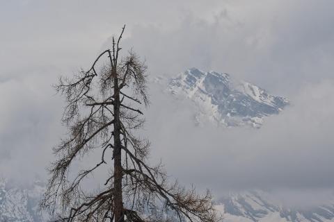 Berg