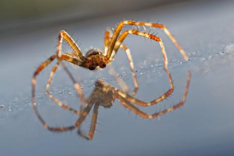 Spinne mit Spiegelung