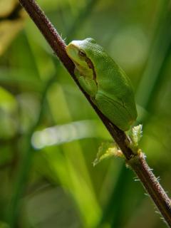 Laubfrosch