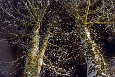 Birken in der Winternacht