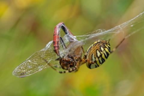 Wespenspinne mit Beute