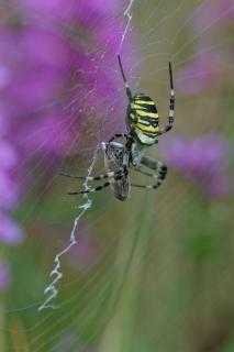 Wespenspinne