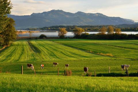 Chiemsee Cows