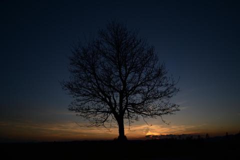 lonely tree 