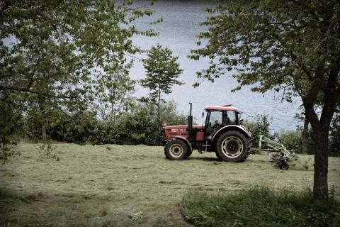 Mähen am See