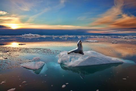 Seal on ice1