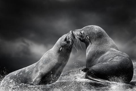 Seallove1